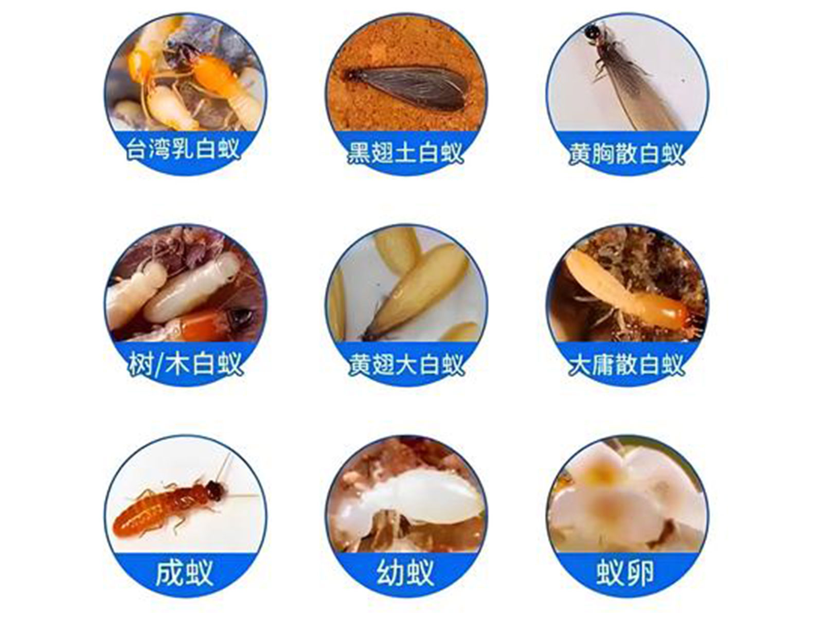白蟻防治服務(wù)